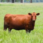 2026 Services Farming