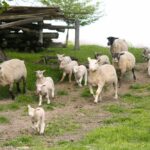 Farm Gallery 07